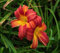 100 Stück Taglilien-Blumensamen