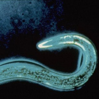 HB Nematoden - Nützling gegen den Dickmaulrüßler für ca. 100 m²