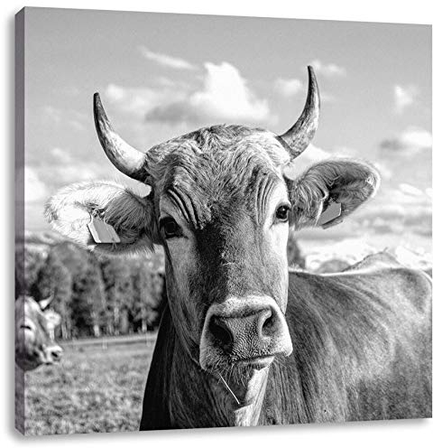 Pixxprint Neugierige Kuh auf Weide im Allgäu, Monochrome, Größe: 70x70 cm, Leinwandbild Quadratisch, Wandbild, Kunstdruck, fertig bespannt