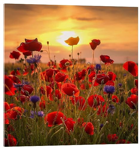 Posterlounge Mohnfeld Acrylglasbild von Steffen Gierok 50 x 50 cm Rot Wandbilder Wanddeko
