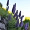 gewöhnlicher natternkopf samen - wiesensaatgut, schattenpflanzen natternkopf gartendeko für draußen, blumenteppich gartenblumen, kräuterpflanzen pflanzen winterhart draußen seltene 150pcs