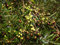 ALBERO DI ULIVO-OLEA EUROPAEA- SALENTINO 'OGLIAROLA' DA OLIO- pianta vera da frutto da esterno Ø 19 cm - h 150 cm