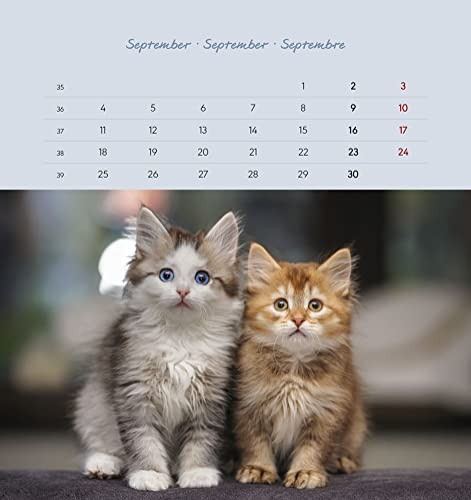 Schmusekatzen 2023 - Postkartenkalender 16x17 cm - Katzen - zum Aufstellen oder Aufhängen - Monatskalendarium - Gadget - Mitbringsel - Alpha Edition