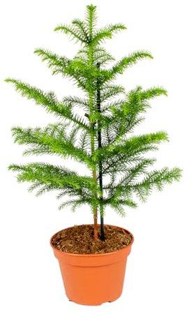 Bloomique - Araucaria Heterophylla - Zimmertanne - Norfolktanne - Zimmerpflanzen - Weihnachtsdeko - Höhe 50-60 cm - Topf 17 cm