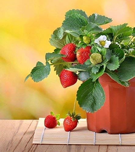 Fresón Planta Natural Deliciosas Frutas Frescas en tu Propio Patio