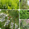 20 pcs Zypresse Samen, Lebensbaum Samen, bonsai bäumchen kaufen Platycladus Orientalis Samen - Zypresse - pflanzen für sonnige plätze geschenke für gartenfreunde winterfeste pflanzen