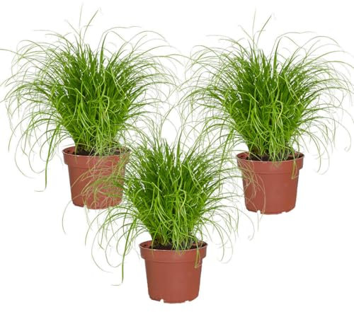Katzengras 3er Set Cyperus zumula – frisch aus der Gärtnerei – Zimmer- & Balkonpflanze 15–20 cm – sicher für Katzen, pflegeleicht – PetLove Futterpflanze