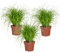 Katzengras 3er Set Cyperus zumula – frisch aus der Gärtnerei – Zimmer- & Balkonpflanze 15–20 cm – sicher für Katzen, pflegeleicht – PetLove Futterpflanze