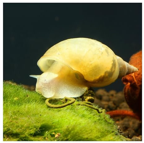 3 x Spitzschlammschnecke, Aquariumschnecke Lymnaea stagnalis, kleinbleibend, sehr aktiv, pflegeleicht, Algenfresser