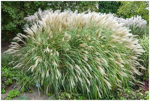 Stauden Gänge 10 x Miscanthus sinensis 'Adagio' im 1 Liter Topf (Ziergras/Gräser/Winterhart/Mehrjährig/Staude) Zwerg-Chinaschilf - Harmonische Bewegung für Ihren Garten
