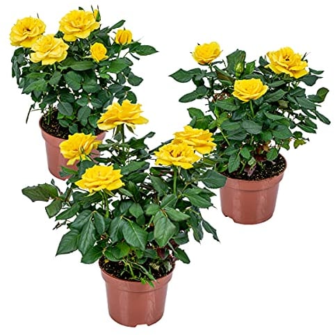 Bloomique - Set di 3 - Rosa nano giallo - Piante per interni ed esterni - Terrazza e giardino - Rustico - 20-30 cm di altezza - Vaso 12 cm