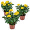 Bloomique - Set di 3 - Rosa nano giallo - Piante per interni ed esterni - Terrazza e giardino - Rustico - 20-30 cm di altezza - Vaso 12 cm