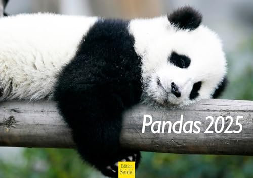 Edition Seidel Premium Kalender Pandas 2025 Format DIN A3 Wandkalender Tierkalender Panda Pandabären Säugetier Bambus Wald