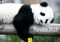 Edition Seidel Premium Kalender Pandas 2025 Format DIN A3 Wandkalender Tierkalender Panda Pandabären Säugetier Bambus Wald