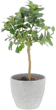 KENTIS - Citrus Mano di Buddha - Alberi da Frutto da Esterno - Piante Vere di Agrumi da Balcone Terrazzo - H 70-80 cm Ø 20 cm
