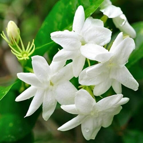 Gelsomino bianco Jasminum officinalis 3 piante rampicanti in vaso 7x7 cm Vivaio di Castelletto