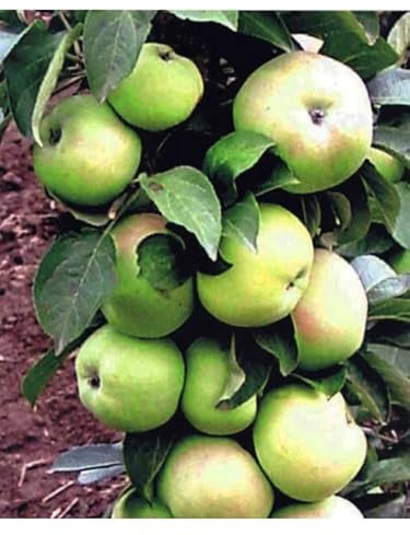 Säulenapfel Präsident, Säulen Apfelbaum, Яблоня колоновидная Президент