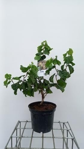 Corylus av. 'Medusa' - Korkenzieher-Haselnuss 40-60 cm Container
