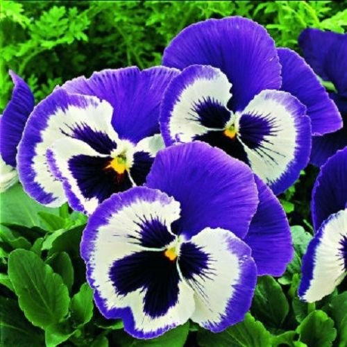 SEMI DI Viola del pensiero blu carattere Mariner semi del fiore 50:Grani