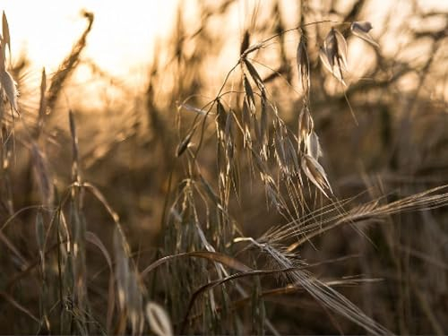 1.500 deutsche Sandhafer Samen (lat. Avena strigosa) - Rauhafer - gegen Fadenwürmer Unkraut & Gründüngung - Schnelle robuste Bodenbedeckung - Sand Hafer für Kaninchen & Hasen Futter