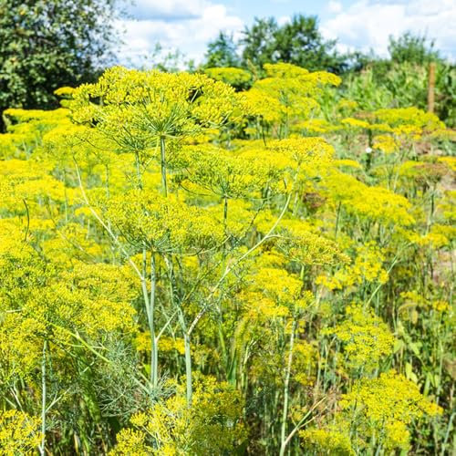 50 pcs dill samen, hochbeete für garten,pflanzen für draußen blumen garten,garten deko,Dekorative Pflanzen samen anzucht,pflanzen samen bonsai topf,gartendeko für draußen garten geschenk