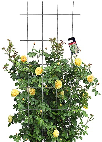 KADAX Rankgitter, Gitterspalier für Garten, Pflanzen, Balkon, Terrasse, Metall Spalier, Rankhilfe, Klettergitter aus Stahl, Kletterhilfe, Rosenspalier, Pflanzengitter (60 x 150 cm)