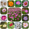 500 pcs cosmea samen mehrjährig, blumensamen mehrjährig winterhart, seeds, Cosmos bipinnatus, bienenwiese saatgut mehrjährig winterhart, pflanzensamen blumen samen, plants schnittblumen,