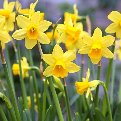 Carbeth Plants - 50 x Daffodil Tete a Tete Spring Bulbs - Yellow Dwarf Miniature Narcissus Spring Flowering Perennials - UK Hardy Pollinator Friendly - Grow in Beds, Borders and Patio Pots