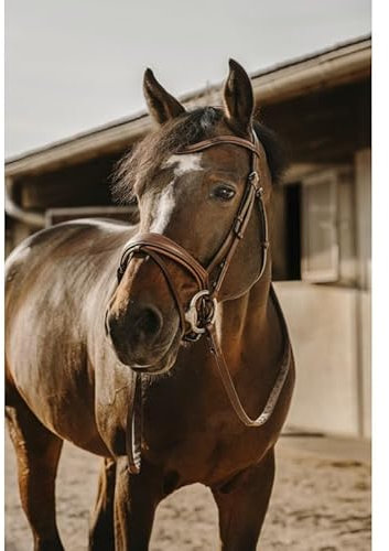 Ekkia Eric Thomas Trense Trensenzaum Visby Havana braun, Größe Pferd:Full