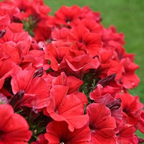 AchidistviQ 100 Pièces Graines De Pétunia, Panier Suspendu Vivace Graines De Fleurs De Pétunia Belles Fleurs De Jardin Graines De Fleurs Fraîches rouge