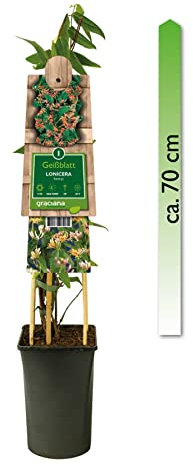 mgc24 Kletterpflanze Sichtschutz Heckenpflanze Rankpflanze Lonicera henryi, Immergrünes Geißblatt im 2l-Container 1 Pflanze