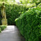 Gardline - Kirschlorbeer Novita 100-120 cm IM TOPF. 3-200 Pflanzen. Kirschlorbeer Hecke - 13 St. (ca. 5 Meter)