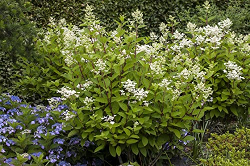 Hydrangea paniculata 'Wim's Red' 40-60 cm - Rispenhortensie, rote Blüten, Blütezeit Juli-Oktober, ideal für Rabatten, pflegeleicht und winterhart