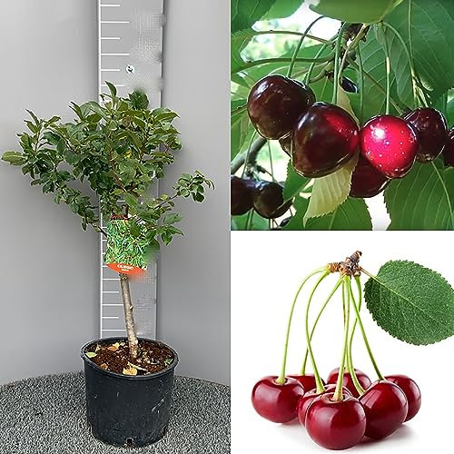 SAVINI VIVAI Cerezo Enano, Plantas Frutales Enanas, Cerezo en Maceta, 22-24 cm 2-3 años, Altura 100-110 cm