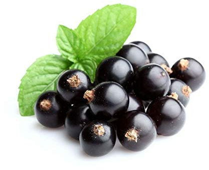 Johannisbeersträucher Beeren im Topf 14 H 40 cm Ribes Grossularia