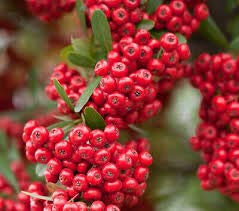 Pyracantha coccinea Agazzino Bonsai semi del fiore bianco bacche rosse (10)