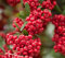 Pyracantha coccinea Agazzino Bonsai semi del fiore bianco bacche rosse (10)