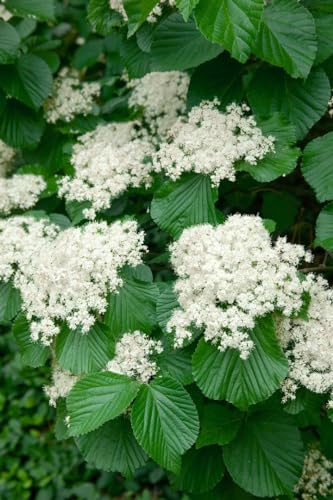 Schneeballstrauch 'Cardinal Candy' 40-60 cm Topf Viburnum dilatatum