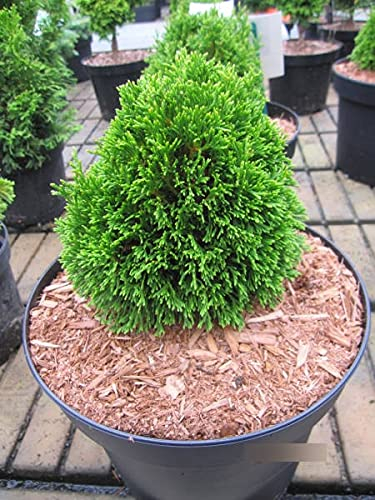 Thuja occidentalis Maks - Zwerglebensbaum Maks