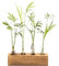 Hyindoor Reagenzglas Vase Propagation Stations mit Holzständer & Reinigungsbürste Hydroponik Pflanzer Vermehrungsstation Test Tube Glasvase Blumenvase Tischvase Dekovase Home Büro Decoration, 4 Rohr