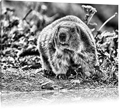 Pixxprint Kleiner Biber im Gras, Größe: 60x40cm, Leinwandbild, fertig gespannt, Wandbild, Dekoration, Kunstdruck, kein Poster