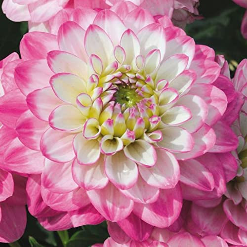 Dahlien zwiebeln, MehrjäHrig Winterhart Süß, Charmant Dahlien, Sind KräFtig, E Dahlienzwiebeln Blumenzwiebeln, Wachsen Schnell Kä Dahlien,-4zwiebelns-I