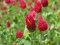Inkarnatklee oder Italienisch Clover Samen, verbessern Sie Ihre Gartenerde, Cover-Ernte! (3000 Samen)