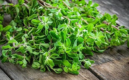 Home Garden - mejorana - para el cultivo en interiores y balcones - semilla