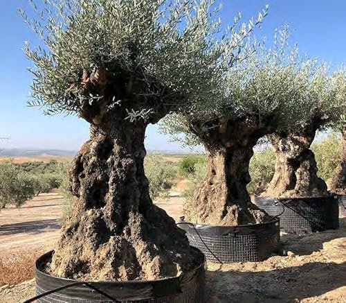 Ulivo olivo Olea europea bonsai in mastello da coltivazione cfr. tronco 140/160 cm FOTO REALI Vivaio di Castelletto