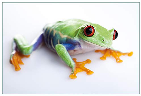 Wallario Küchenrückwand selbstklebend 90 x 60 cm, Motiv: Lustiger Frosch in grün und orange | Spritzschutz abwischbar & pflegeleicht