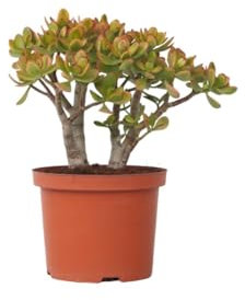 Plant in a Box - Crassula ovata 'Sunset' L - Zimmerpflanze - Sukkulente - ⌀ 23 cm - Höhe 45-50 cm