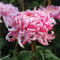 FStening 100 Pezzi Rosa Perenne Bellissimi Semi Crisantemo Dentro Fuori Piantare Vitalità Adattabilità Tenace Adatto Principianti Semina