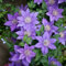 4 piezas Clemátide bulbos perennes resistentes cobertura del suelo la hortensia trepadora es resistente Los bulbos de flores son resistentes bulbos de flores plantas de jardin plantas