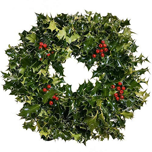 Real Holly Wreath (12, 30cm) - DIY Christmas Xmas Door Window Hanging Garland Decoration